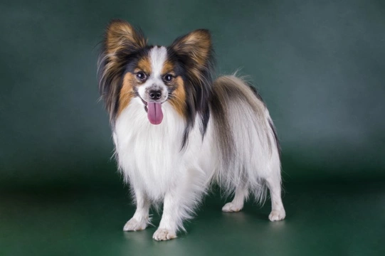 Eight top facts about the Papillon dog breed