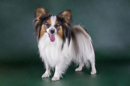 Small papillon clearance