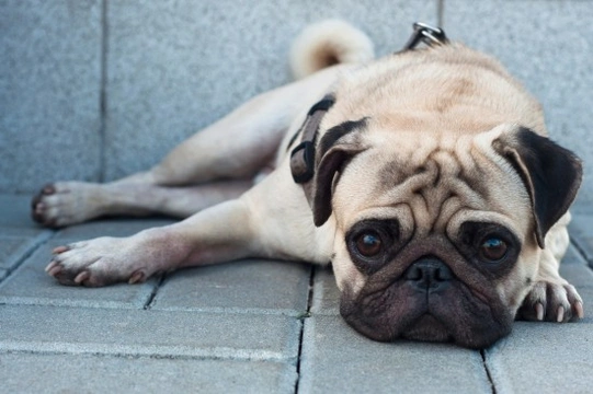 10 quieter dog breeds for people who like a laid-back lifestyle