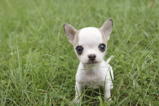 A small hot sale chihuahua