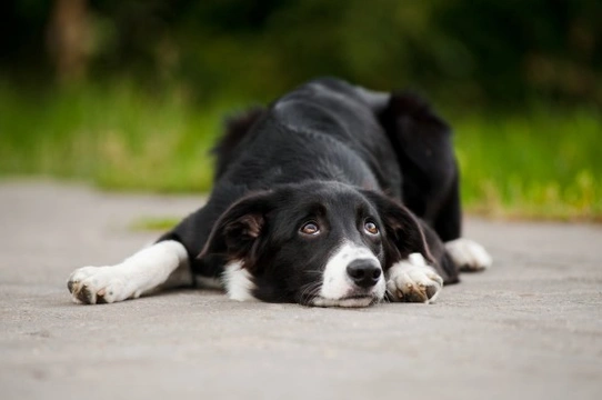 Recognising When a Dog May be Suffering