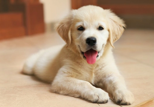 Five serious potential consequences of not doing enough research before you buy a puppy