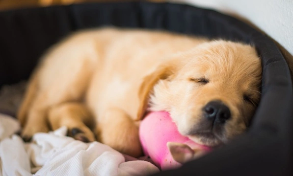 How much sleep do puppies actually need?