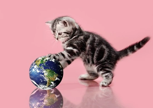 Cats & World Records