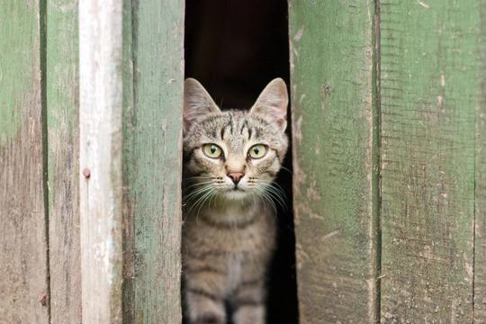 How to Create Wonderful Hideaways for Your Cat This Summer