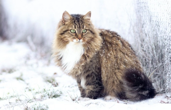 Is the Siberian cat breed hypoallergenic?