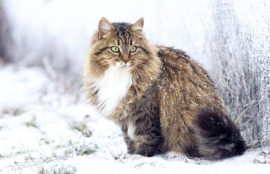 The sales siberian cat