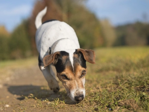 Honing your dog’s sense of smell