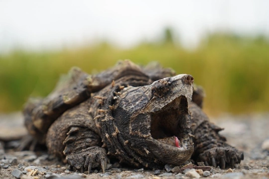 Snapping Turtles a Prehistoric Monster in Your Tank