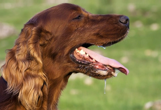 Dogs and dental antibiotics