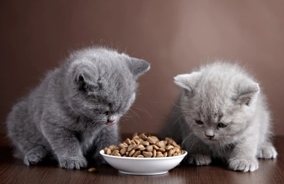10 FAQs & Answers Regarding Kitten Nutrition