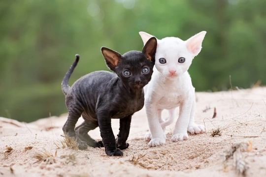 Cornish rex store kittens