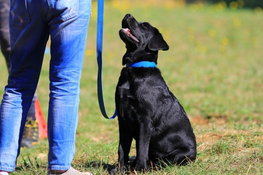 How to motivate a Labrador retriever during training