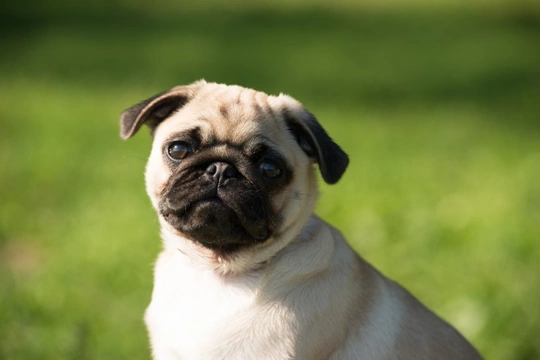 How to manage your pug shedding their coat