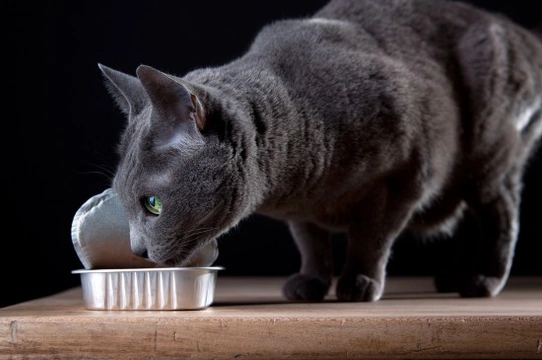 Russian blue shop cat diet