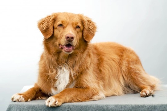 Nova Scotia duck tolling retriever hereditary health and health testing