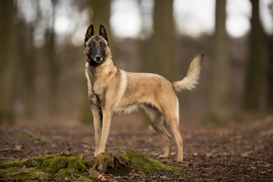 Breed of dog store malinois