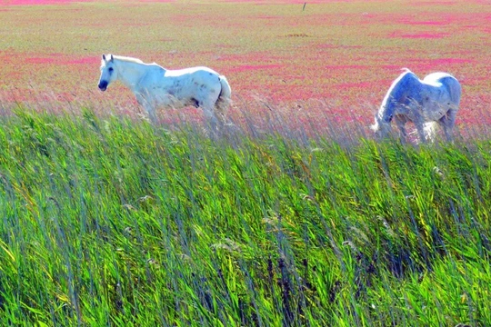 Na skok v Camargue