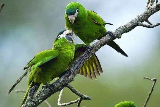 Papoušci Pantanalu