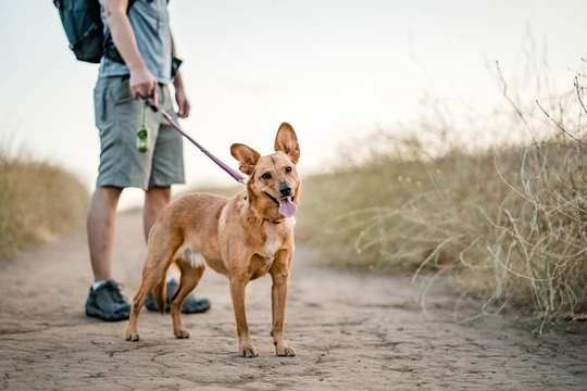 First known case of dog-to-dog transmission of leishmaniosis recorded in the UK