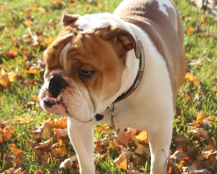 Bulldog Inglese nano: consigli prima di adottarlo e per il primo anno