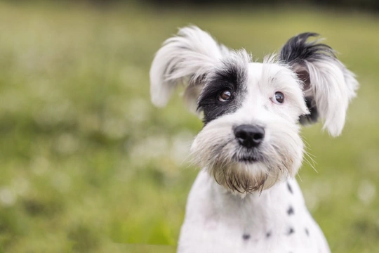 Dogs Trust announces mandatory microchipping law introduction proves effective in Wales