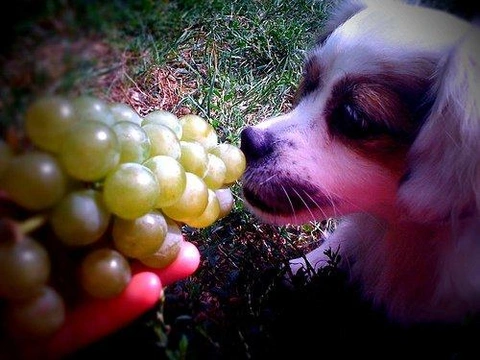 Algunos alimentos son muy peligrosos para los perros (II): Intoxicación por uvas y pasas