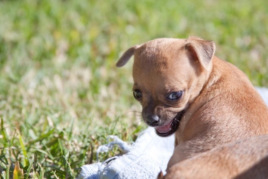 Chihuahua store suddenly aggressive