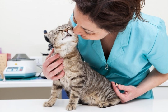 Vets4pets clearance lifetime vaccinations