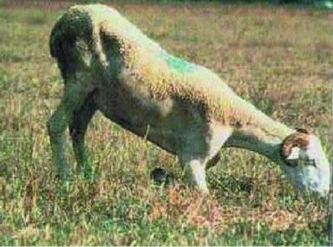 Nakažlivé kulhání ovcí