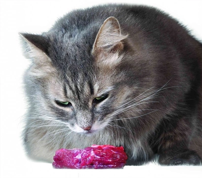 Domácí strava pro kočku