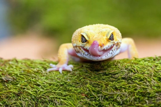 5 Exotic Pets To Consider as a Family Pet for the Kids
