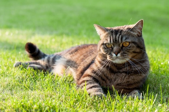 Fatty Liver Disease in cats – what is it and how is it treated?