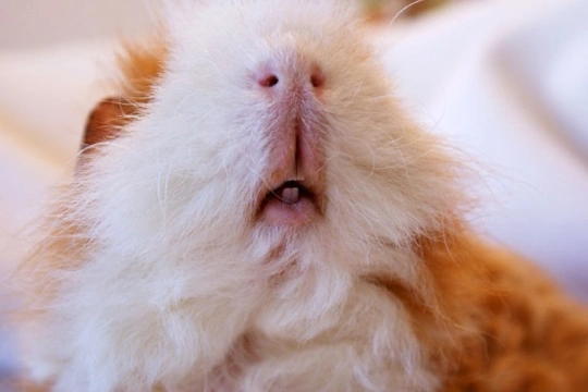 Guinea Pig Teeth and Dental Problems