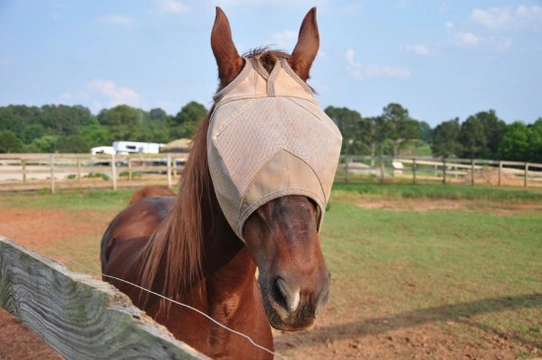 Protecting your horse from flies