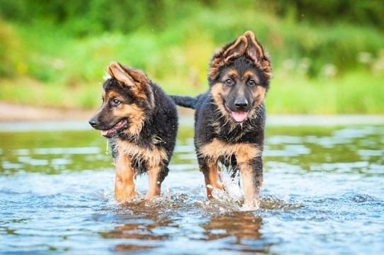 Can German shepherds swim?