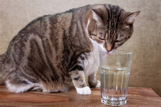 Why is My Dog / Cat Drinking More?