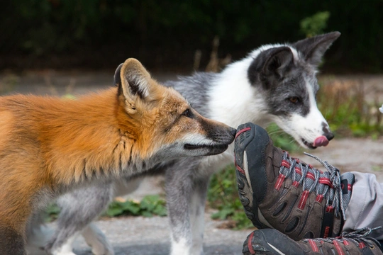 Beljajevovy lišky – Společné znaky domestikovaných zvířat - náhoda nebo genetika? Druhá část