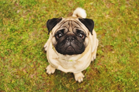 May-Hegglin anomaly (MHA) DNA testing for the pug dog breed