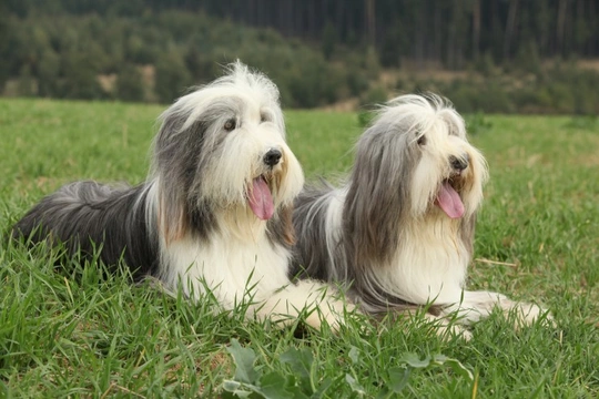 Long-term Health Overview for the Bearded Collie