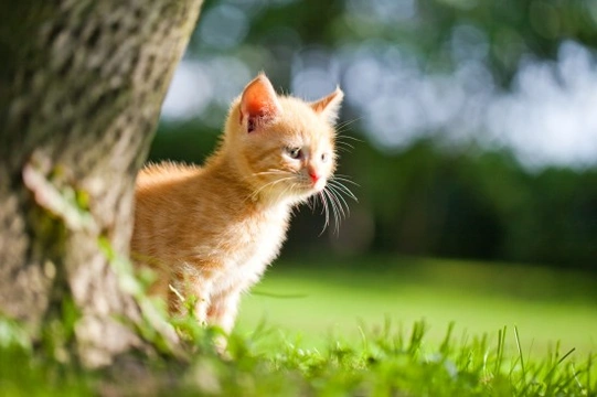 A world of difference - How cat ownership in America differs to the UK