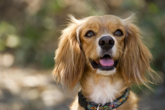 Dairy products for outlet dogs