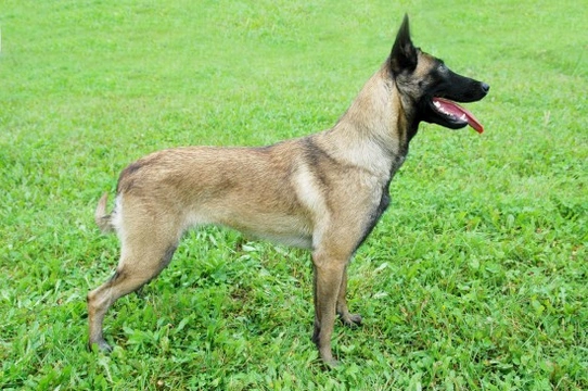 Longevity, health and hereditary conditions within the Belgian Malinois dog breed