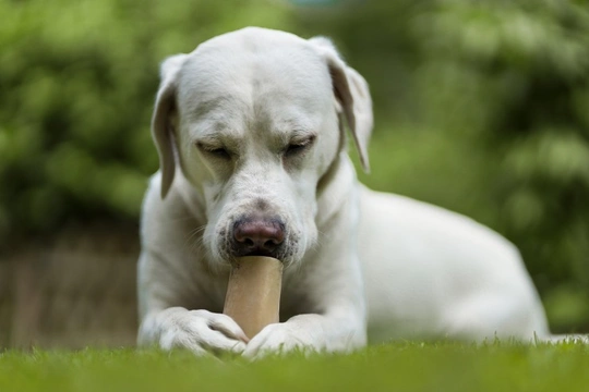 Digestion and indigestion in dogs