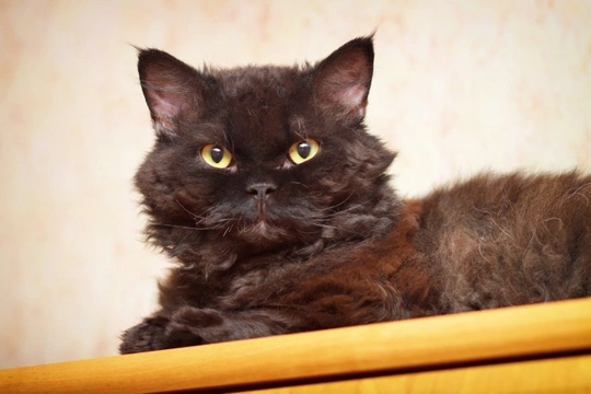 Owning a Selkirk Rex Cat