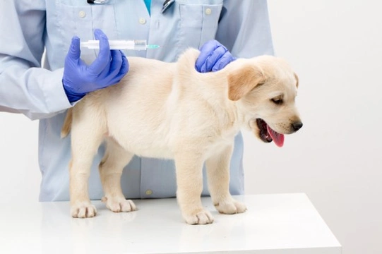 The importance of vaccinating your dog