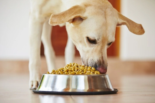 Food good for outlet dogs teeth