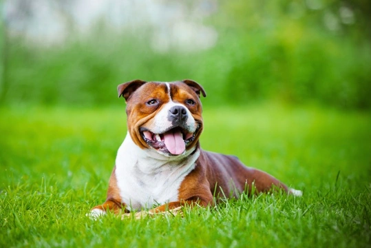 Large best sale terrier breeds