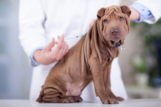 Five common questions from dog owners about vaccinations and boosters