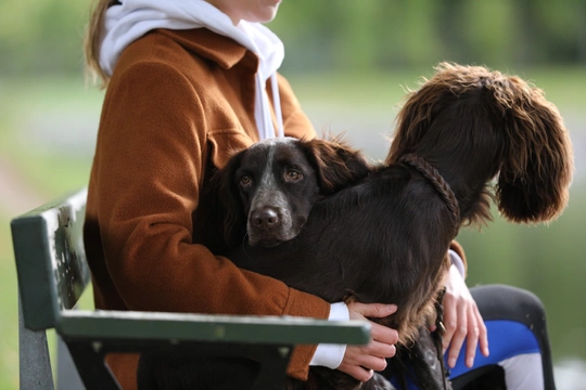 Finding pets online: how to safeguard animal welfare